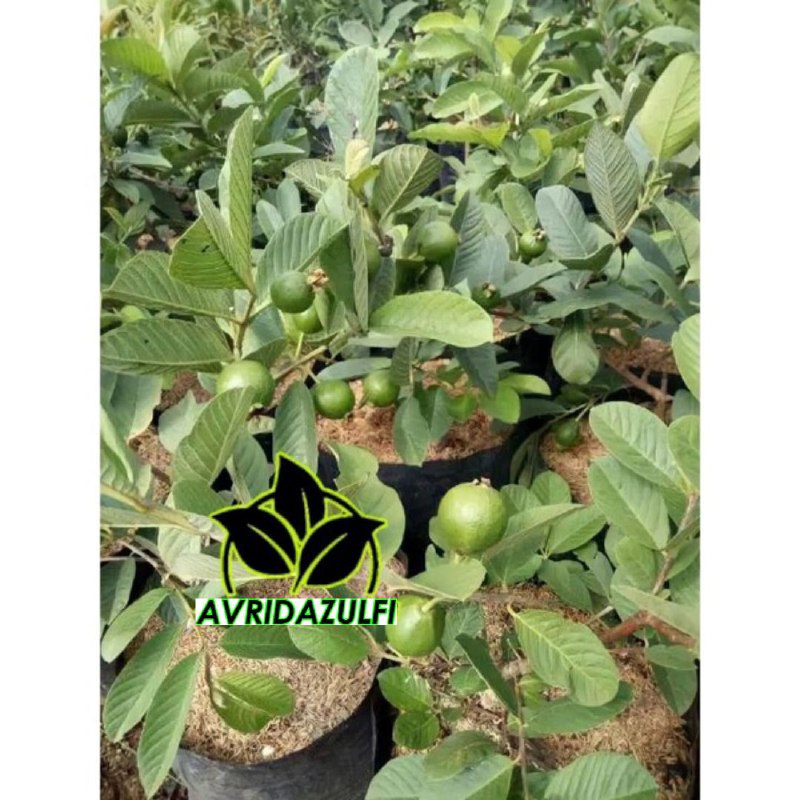 Bibit jambu kristal berbuah tanpa biji super cangkok