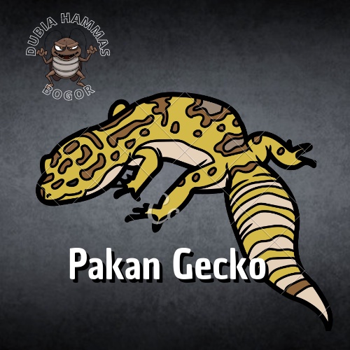 Kecoa dubia pakan Gecko