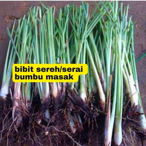 Bibit sereh serai bumbu dapur buat masak