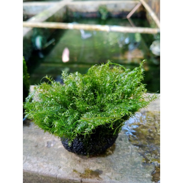 fisiden MOS media wabikusa