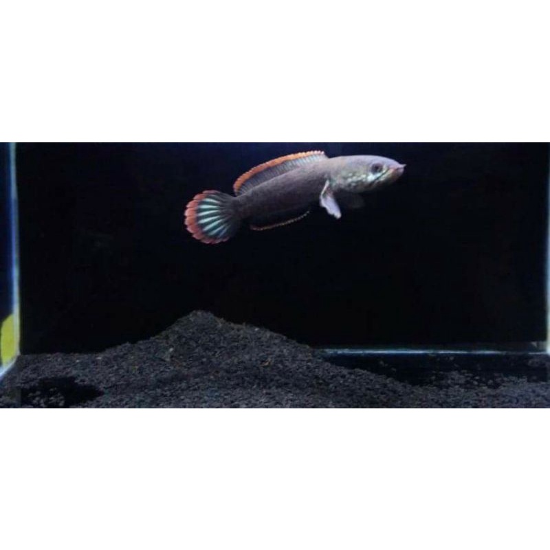 LIMBATA RIM TEBAL CB LAWU BEST QUALITY