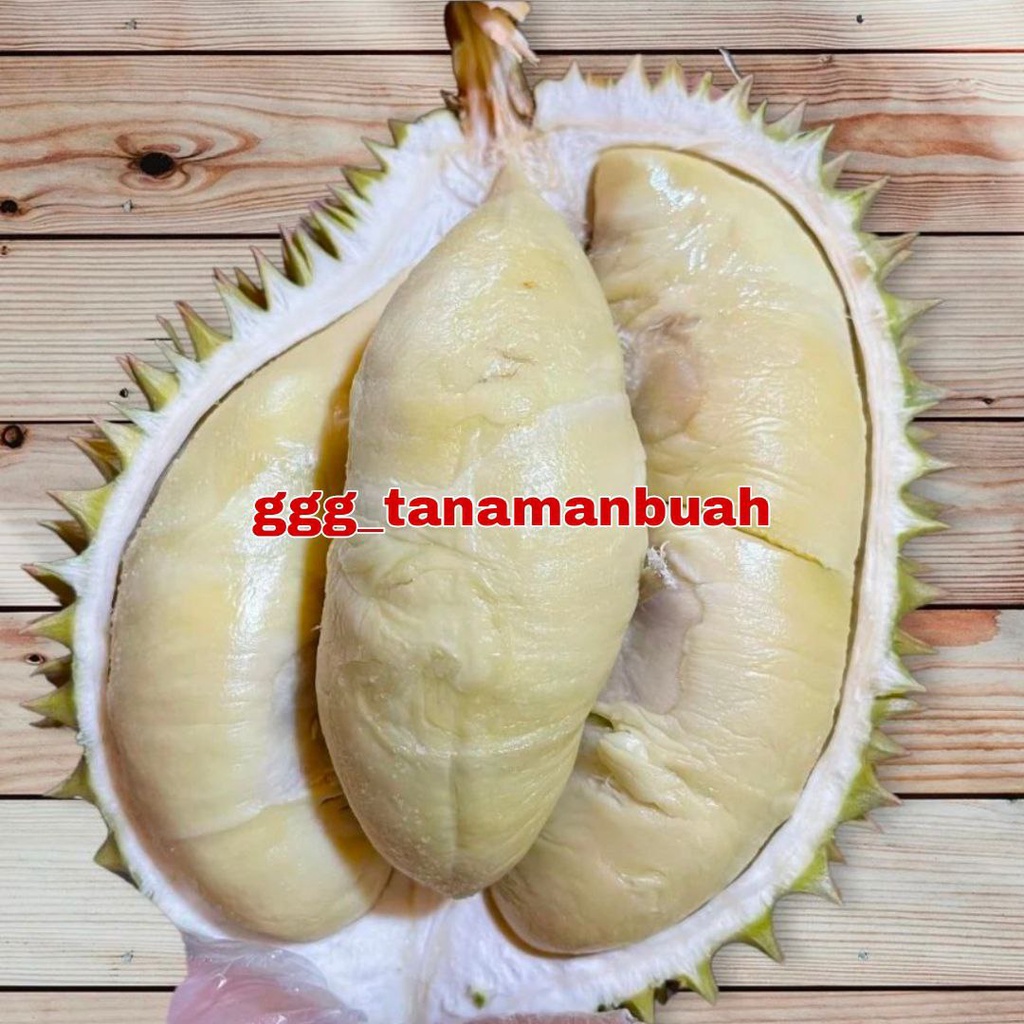 Bibit Durian Namlung Super