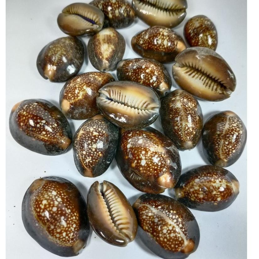 PTK.08Ja23ᴬ • Kewuk Hitam - Kuwuk Hitam - Kerang Congkak isi 100 gram