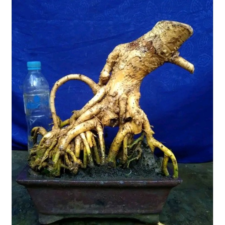 dongkelan bonsai serut gruping kebalik..18k