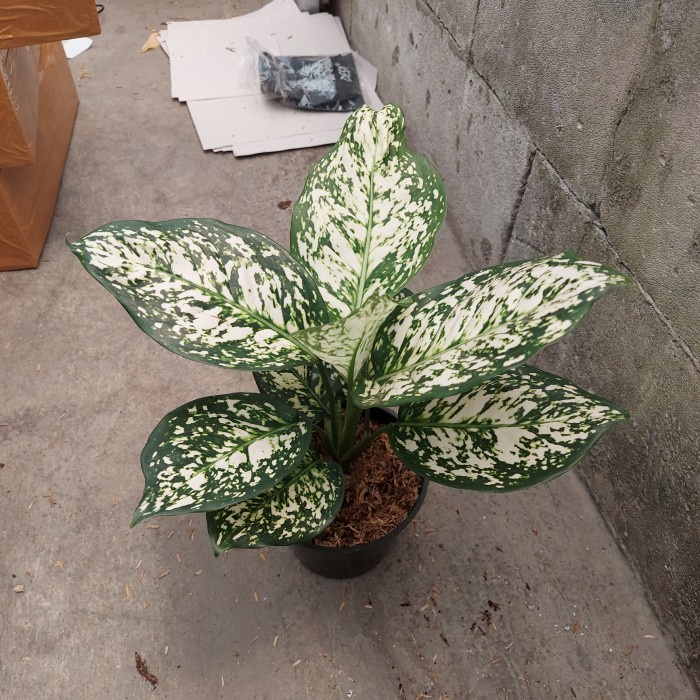 Hiasan Aglonema Dut White Anjamani