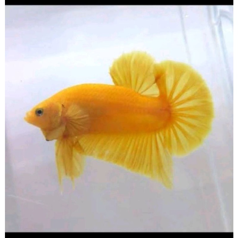 cupang fcc yellow serit