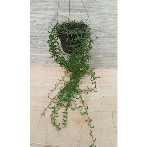 Tanaman gantung string banana rimbun