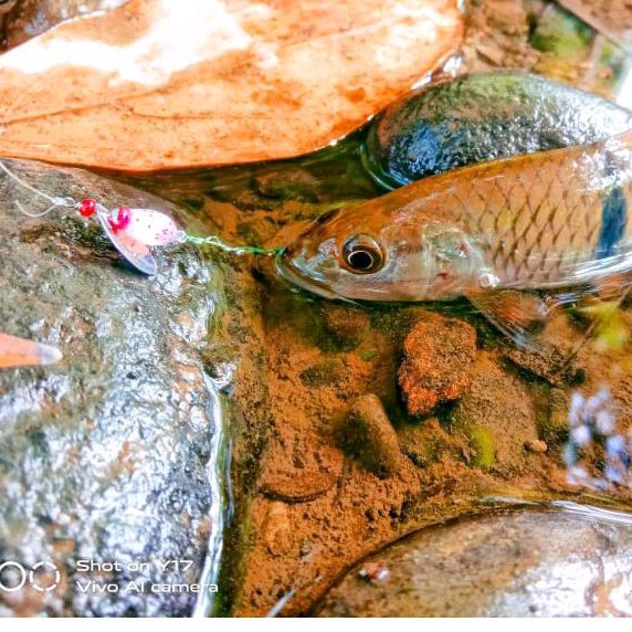 umpan mancing rayap lure untuk ikan wader kail akitakitsune