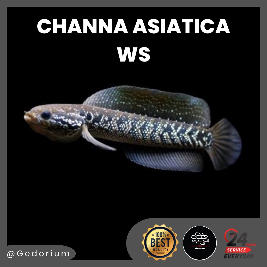 Channa Asiatica WS 9-10cm (bisa COD) garansi hidup