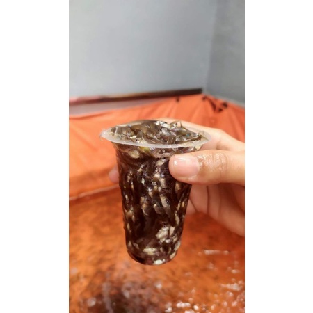 cere sungai karantina pakan ikan predator