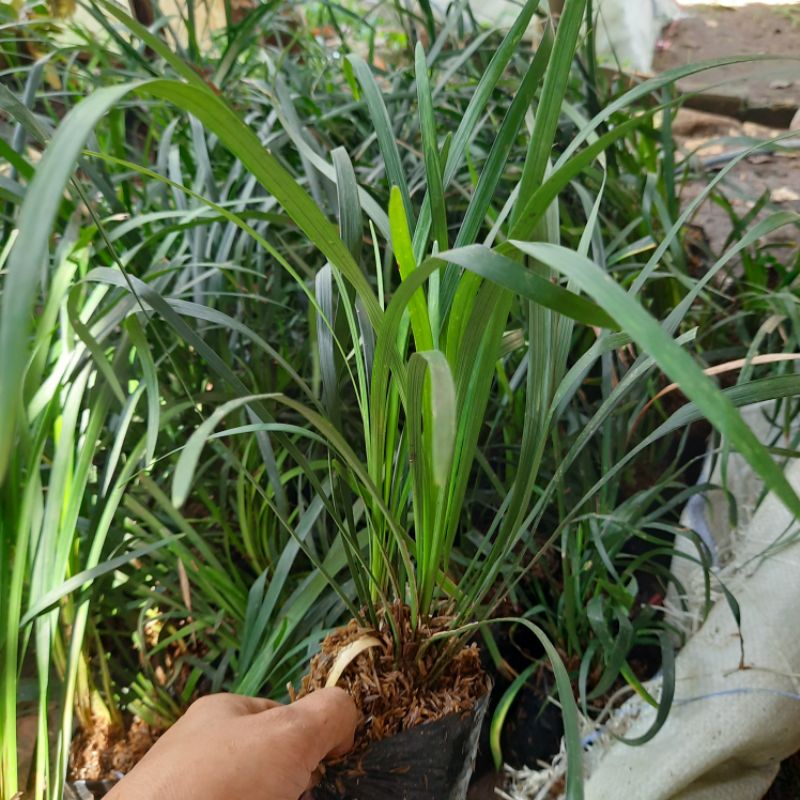 Tanaman ophiopogon jaburan