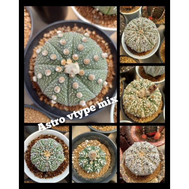 Benih Biji Kaktus Astro Astrophytum V-Type Mix