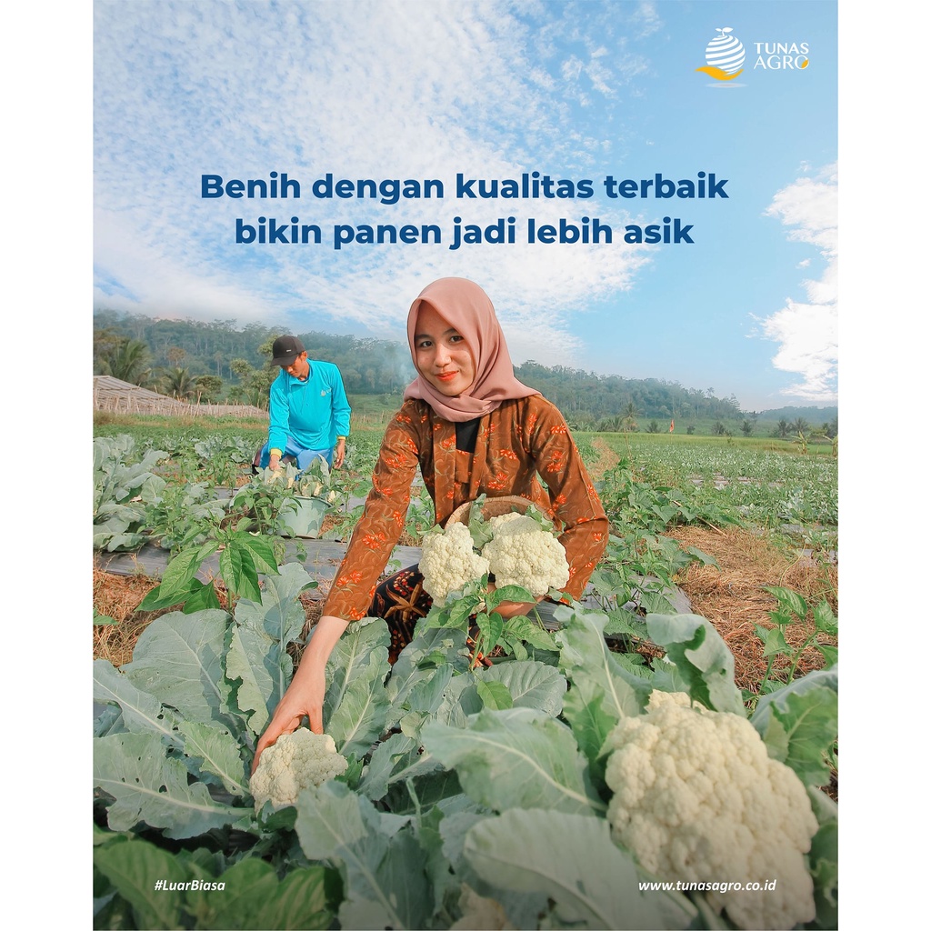 (1 PACK) Benih Kubis Bunga BEST 50 Kembang Kol Putih Hibrida F1 - Tunas Agro Seed - 10 GRAM