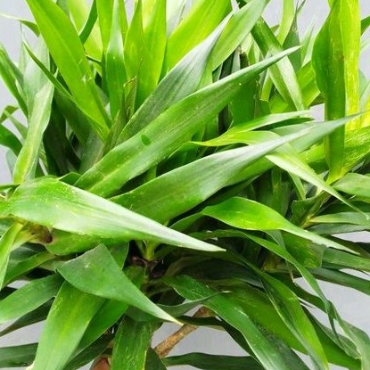 

DAUN SUJI PRES DAUN SUJI SEGAR DAUN SUJI PEWARNA MAKANAN ALAMI KUE DAUN SUJI SEGAR PRES TERMURAH PER 250 GRAM