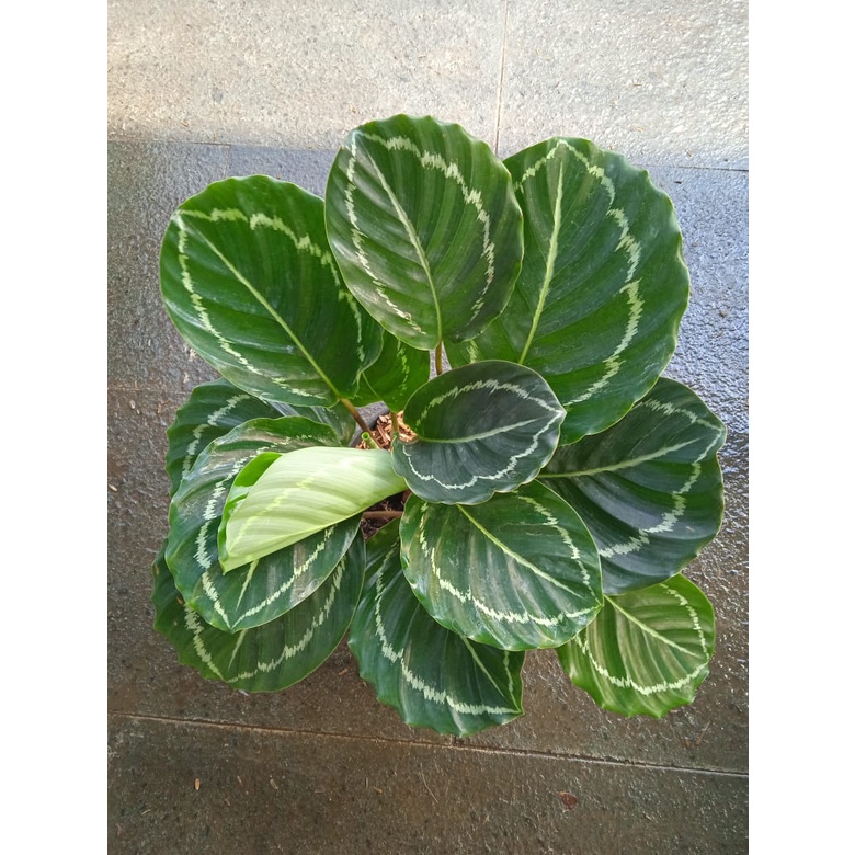 Tanaman Hias Calathea Picturata - Bunga Calathea Indoor