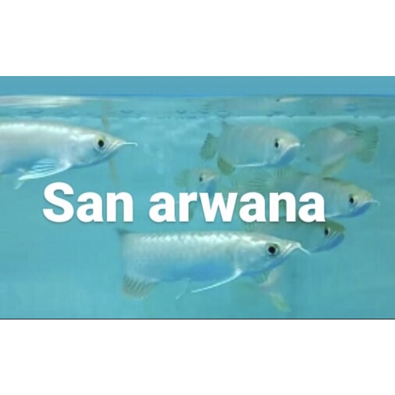 hiasan akuarium pino green pino arwana