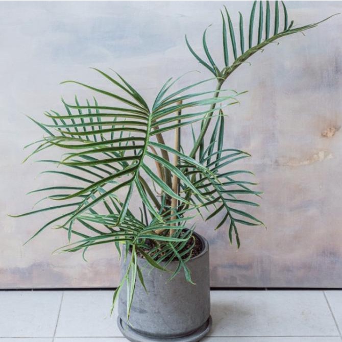 Philodendron Tortum - Tanaman Hias Koleksi - Philo