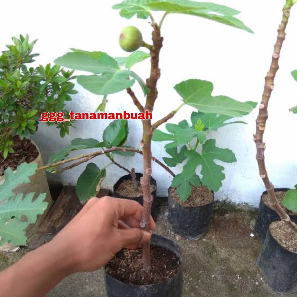 Bibit Buah Tin Negrone Super Cepat Berbuah