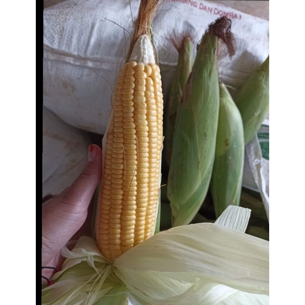 

JAGUNG MANIS SUPER