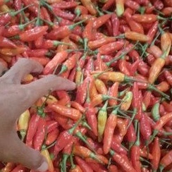 

cabai rawit merah