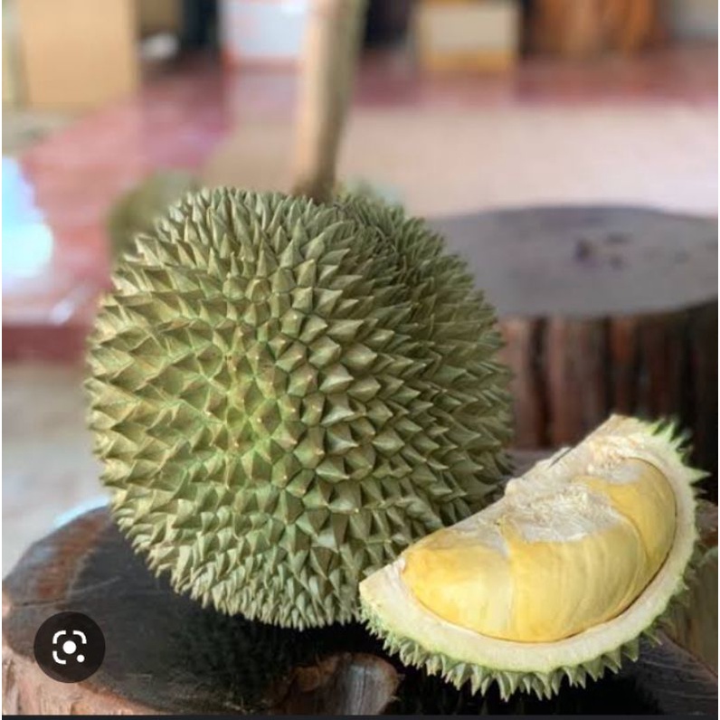 BIBIT TANAMAN DURIAN KANYAO THAILAND (berbuah pendek)