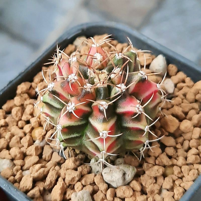 Kaktus Gymnocalycium Miha Taiwan Clone variegated - B Warna cakep