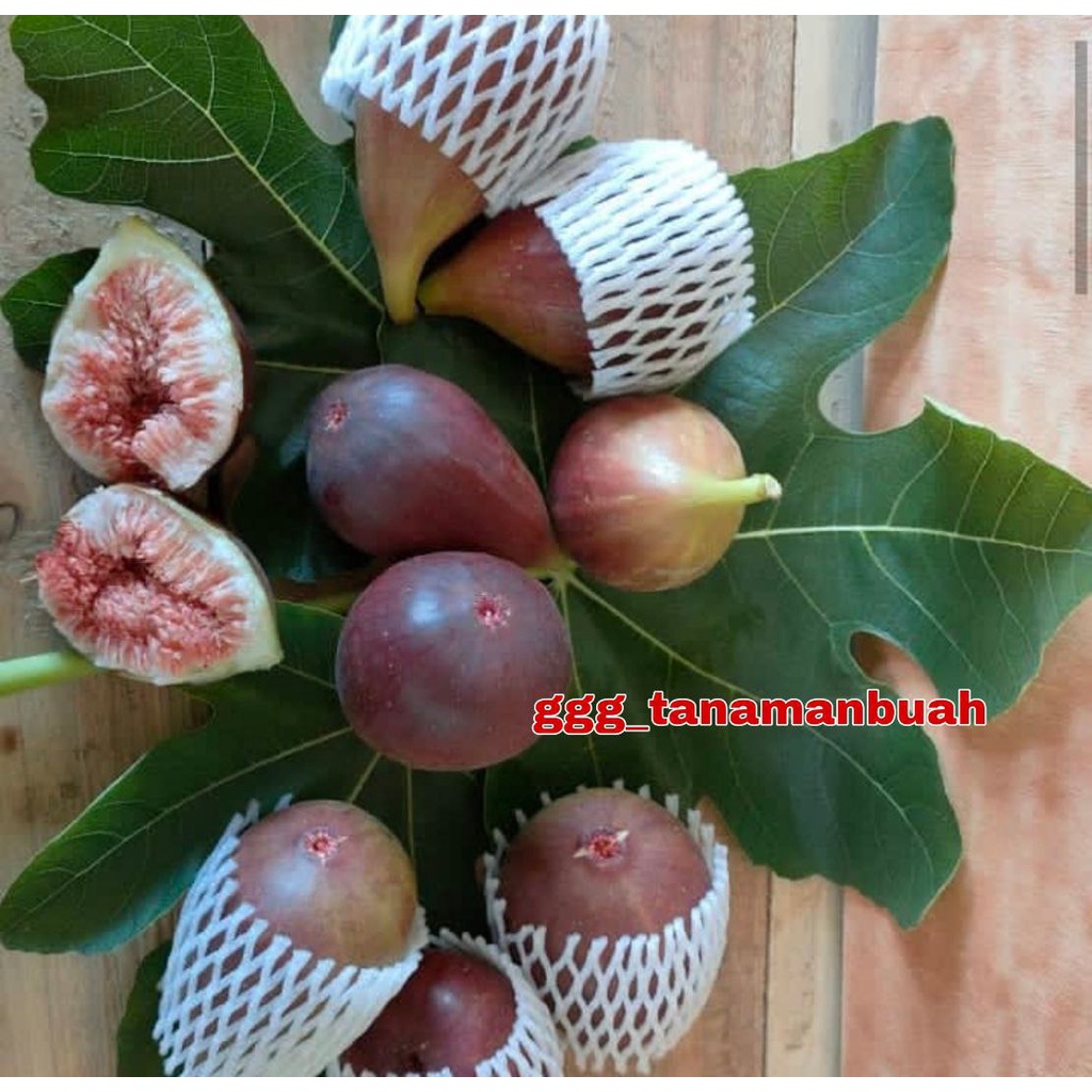 Bibit Buah Tin Blue Giant Jumbo