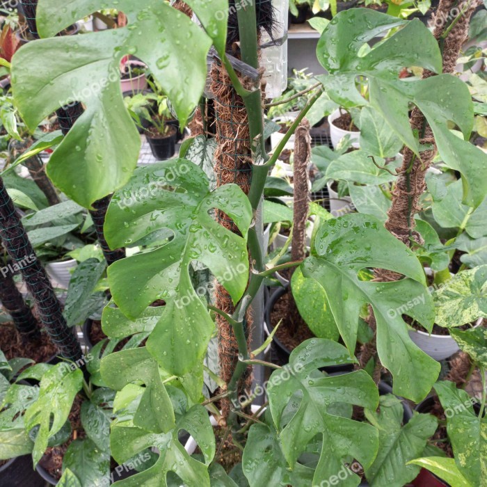 Hiasan Monstera Rhapidophora Tetrasperma, Monstera Minima