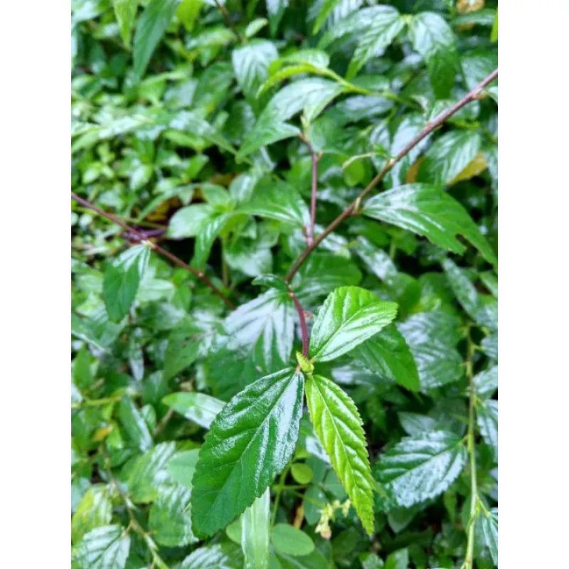 

DAUN SIDAGURI JANTAN SEGAR/DAUN SIDAGURI JANTAN ORGANIK/DAUN SIDAGURI/1KG