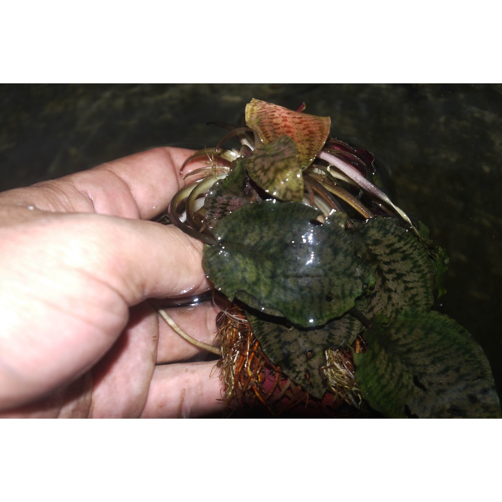 Cryptocoryne striolata brown
