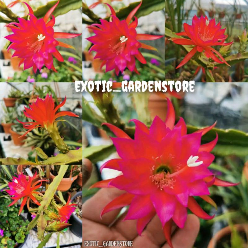 Wijaya kusuma hybrid (Epiphyllum id Antonietta paetz) 100% asli import bergaransi sampai mekar berbu