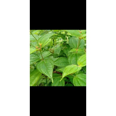 

DAUN SENGGANI ATAU HERENDONG BULU SEGAR 500gram