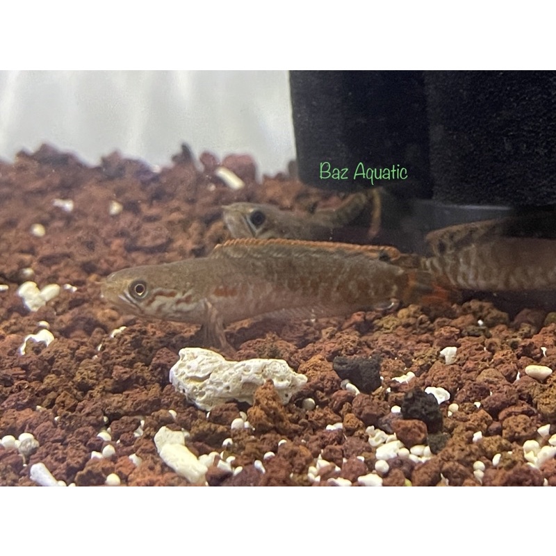 CHANA BLEHERI ( RAINBOW SNAKEHEAD ) 5-8 cm