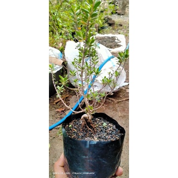 bonsai santigi mawar micro super siap kontes 40k