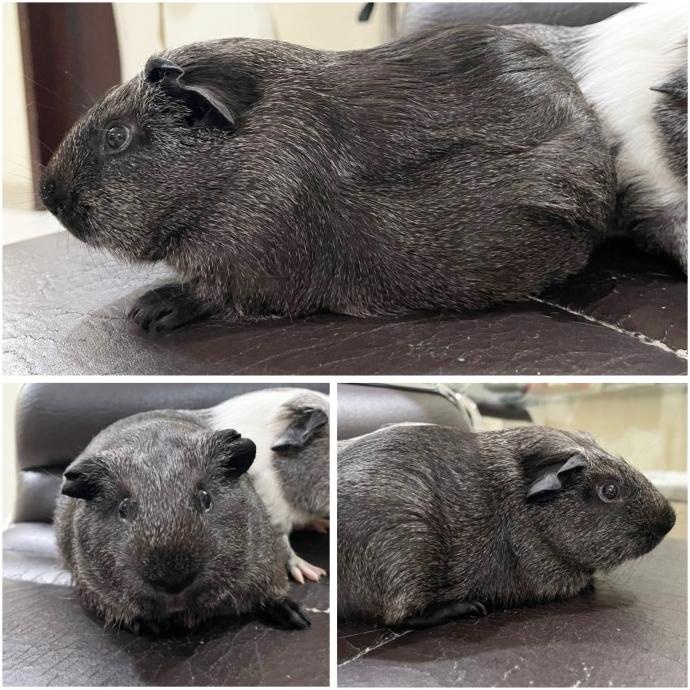 Marmut/ Guinea Pig American Jantan (Grab/Gosend)