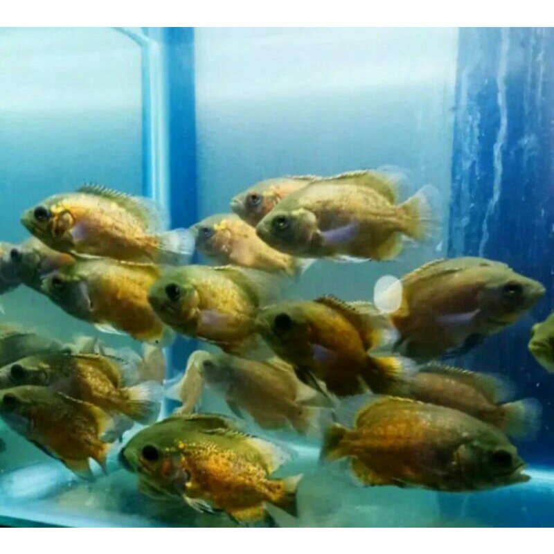 aquascape oscar tembaga baby