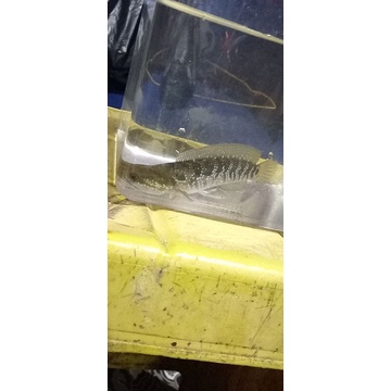 cana asiatika ws pure size 17