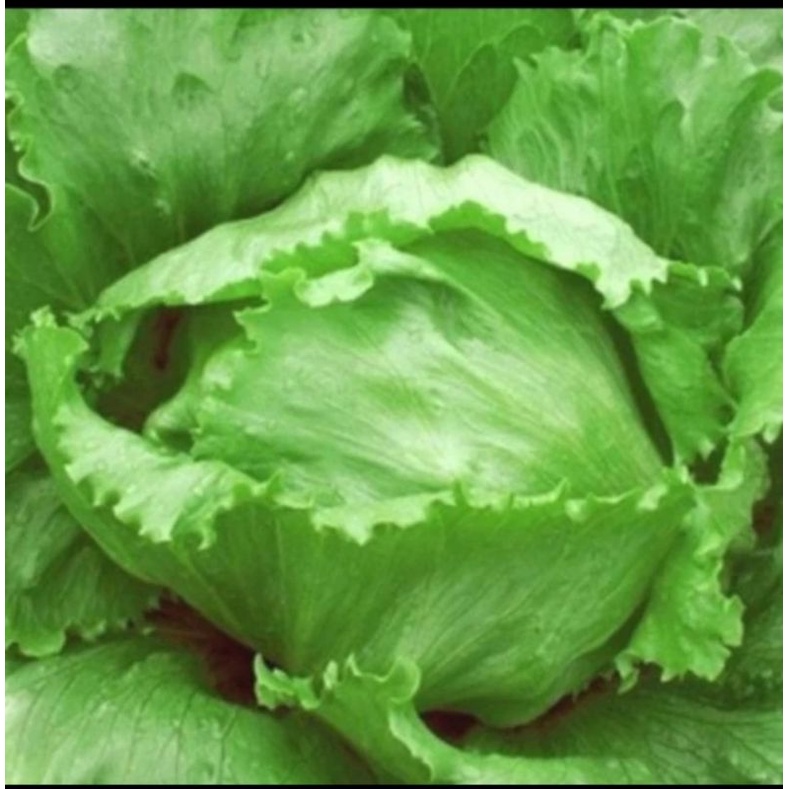 

Lettuce Head Fresh