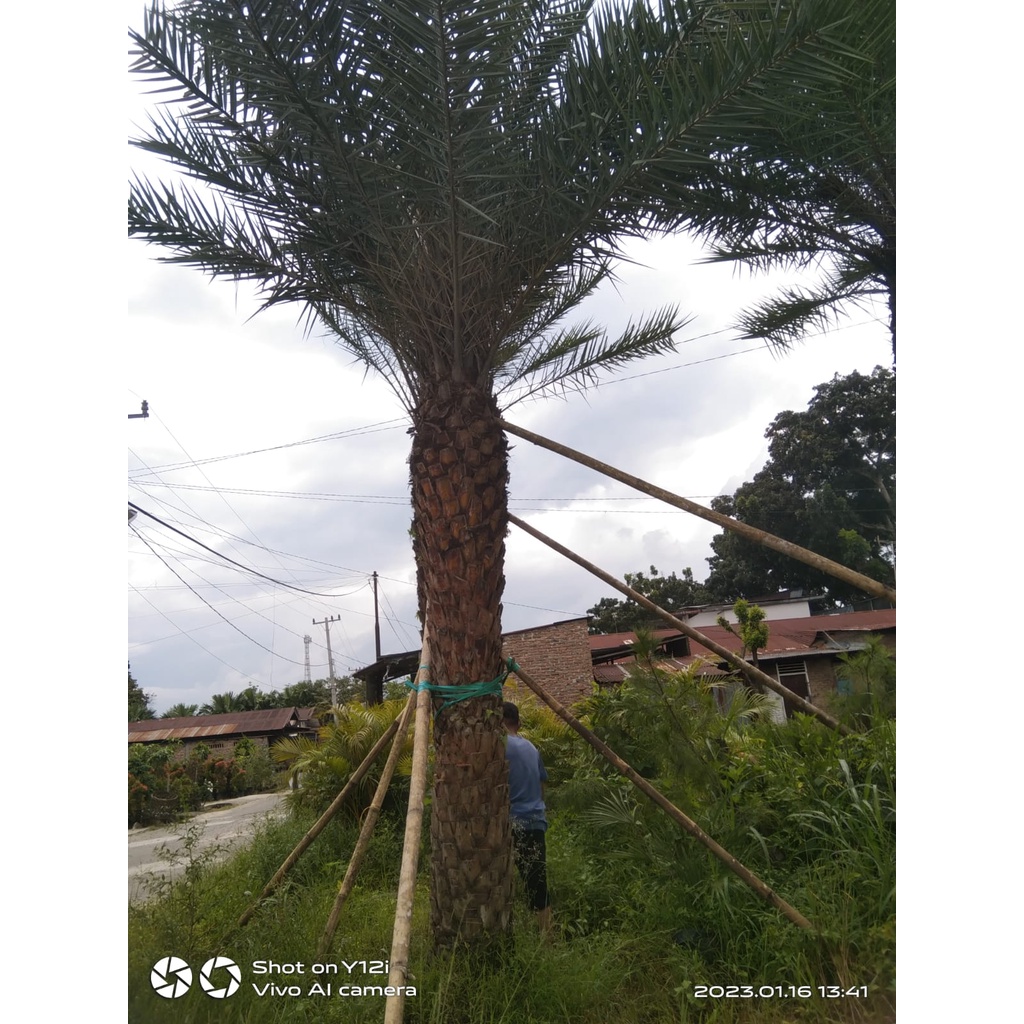 Tanaman Hias Outdoor Palm Kenari