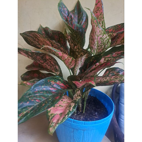 Aglonema Rumpun, Jumbo, Rumpun