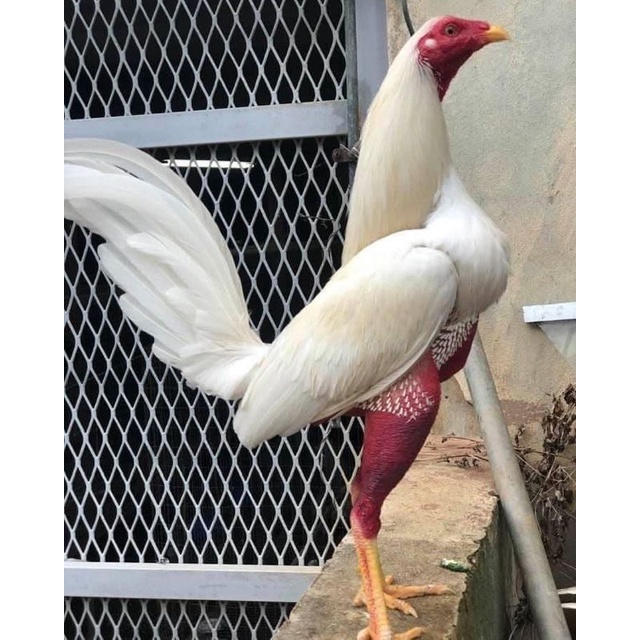 jual telur ayam peru  ak 24 paket 6 butir