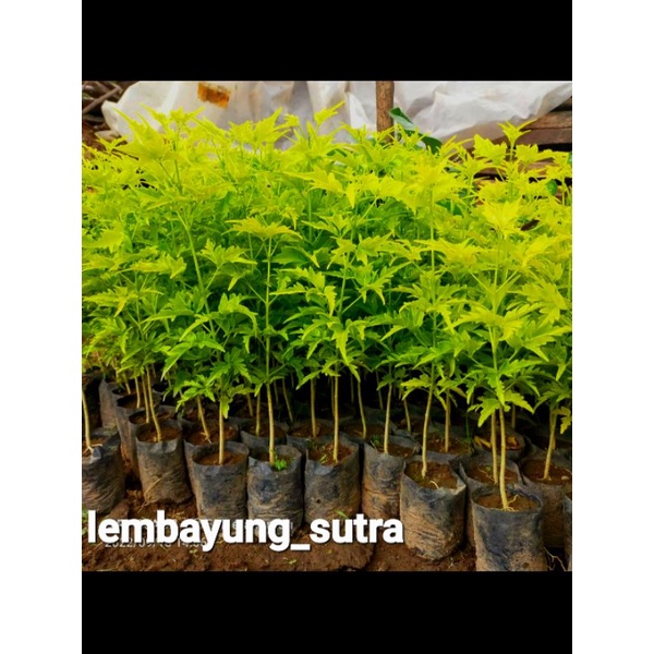 bibit tanaman pohon cendana asli