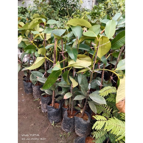 bibit manggis wanayasa bibit buah manggis cepat berbuah