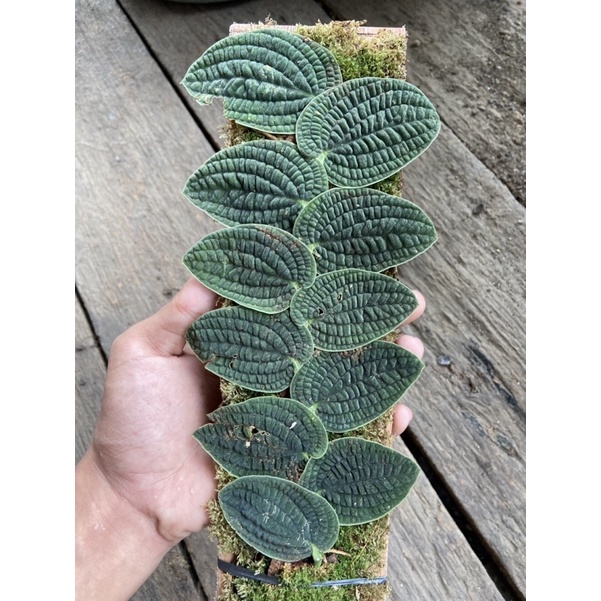 rhapidopora tenuis rambatan