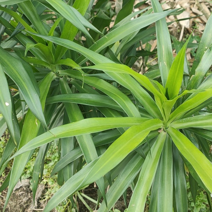 Daun Suji Segar Pewarna Makanan Alami