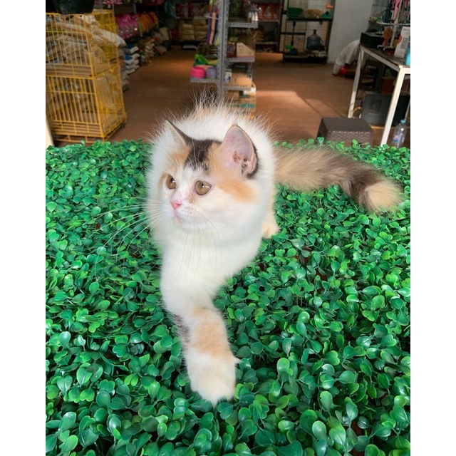 kucing & kitten ras persia abu , calico , silver shade , himalaya Alpha petshop anakan kucing lucu a