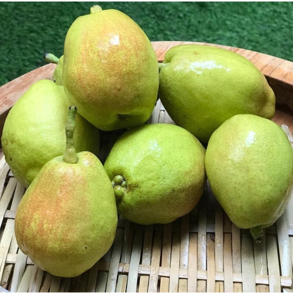 

Buah Pear Xianglie | Pir Sianglie | Fragrant Pear