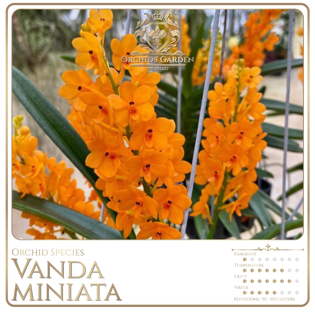 ORCHIDSGARDEN Vanda miniata Anggrek Spesies Ascocentrum miniatum Sp Vanda Mini