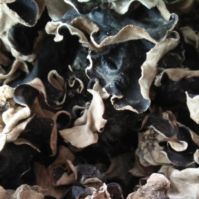 

Jangan Ketinggalan order.. r Kuping Kering 1 kg Grade A Super / r Hitam Kering 1 KG Sortir 72