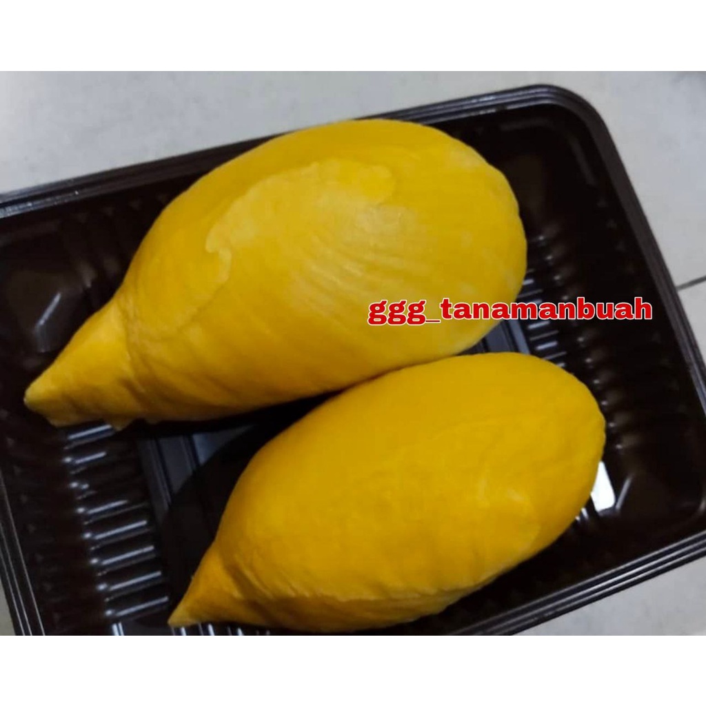 Bibit Durian Otong Super Okulasi